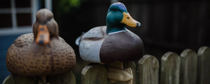 Imagen ornamental, pato impostor: un pato de madera colocado al lado de uno de verdad, en una valla. Por Phil Hearing @philhearing en Unsplash, CC0
