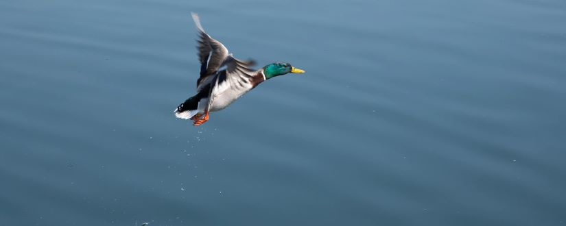 Imagen ornamental, pato saliendo al vuelo, por @vegesblue en Unsplash, CC0