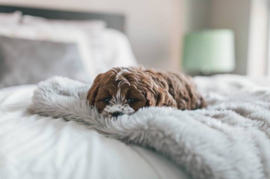 Imagen ornamental, un cachorrillo tumbado encima de una manta en cama, por Roberto Nickson en Unsplash, CC0